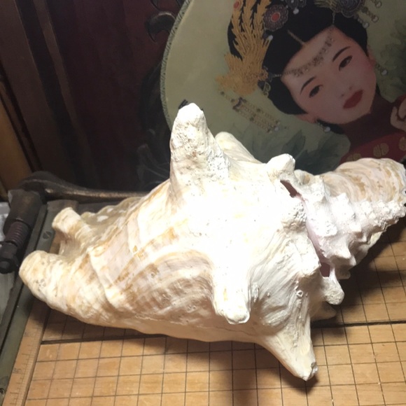 Extra Large Pink Queen Conch Shell Slit Harvest Partial Rustic Flakey Beige Coat - Picture 4 of 11